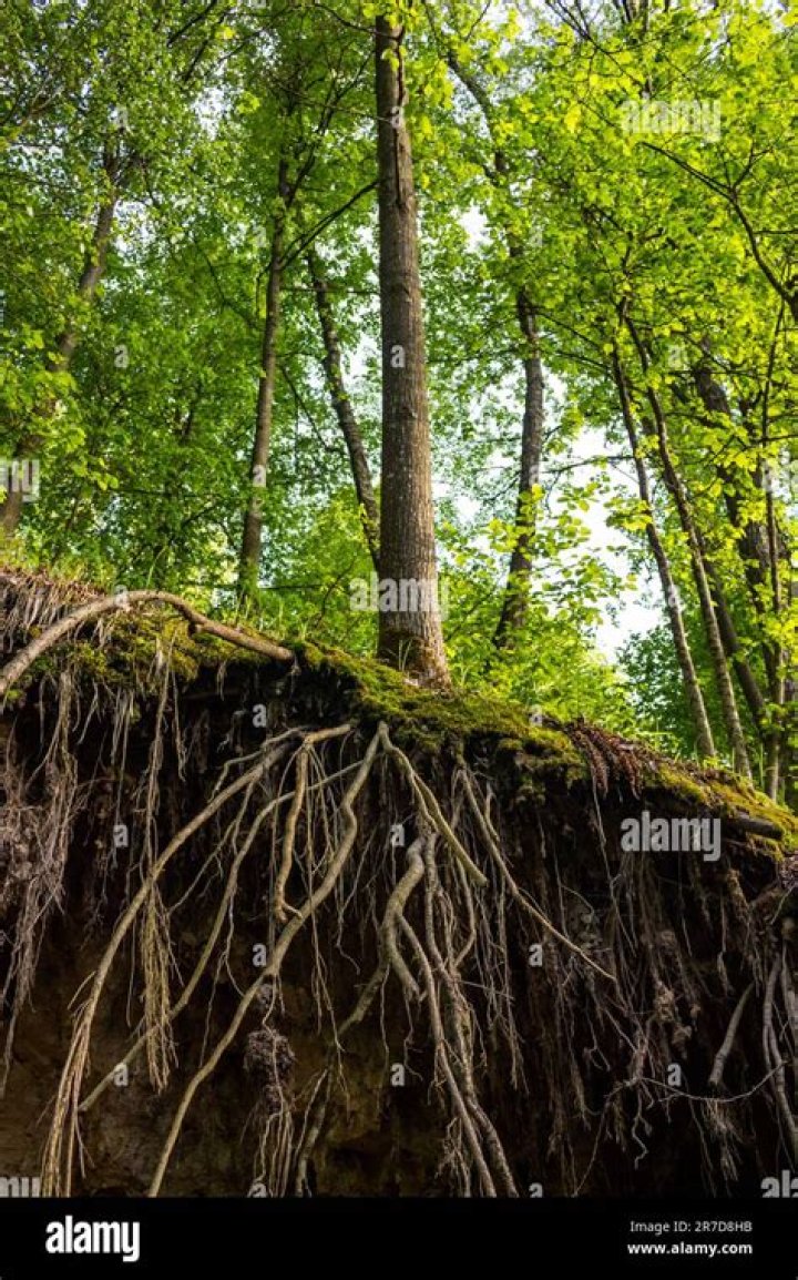 Aber Sabeel Origine: Unveiling the Roots of a Fascinating Cultural Gem