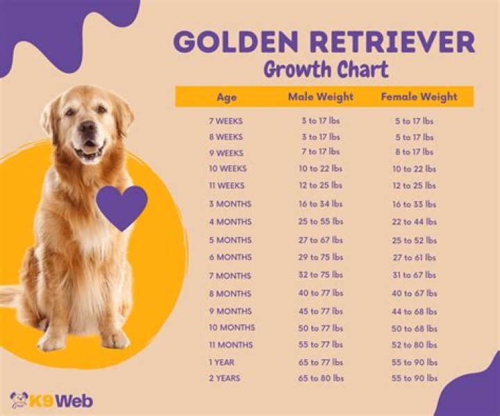 All You Need to Know About Baby Golden Retrievers: A Comprehensive Guide