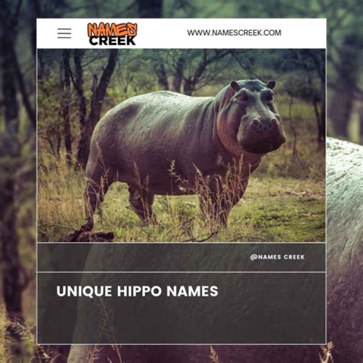 Amazing Hippo Poke: Delicious & Unique!