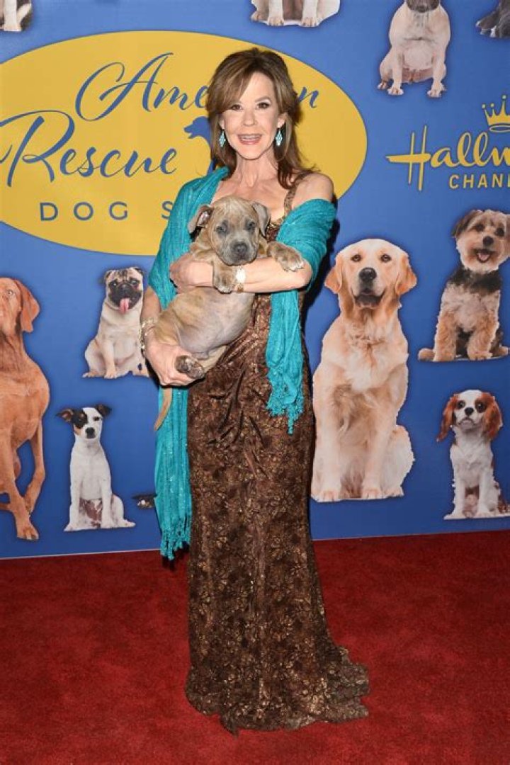 American Rescue Dog Show: Celebrating the Heroes of the Canine World