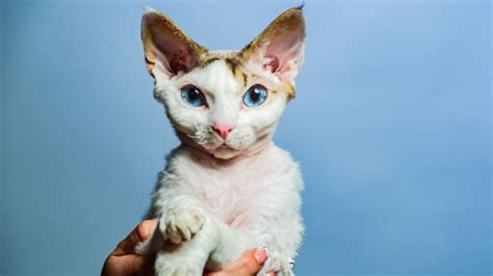 Bambino Gato: The Unique Breed of Cat You Need to Know About