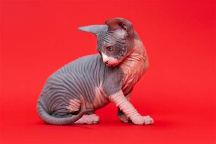 Bambino Hairless Cat: The Unique Feline Breed You Need to Know