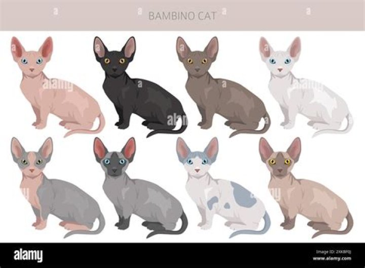 Bambino Katze: The Fascinating World of the Bambino Cat