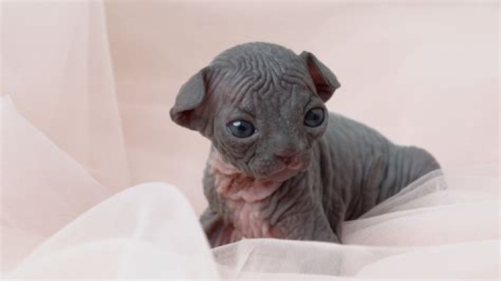 Bambino Kitten: The Adorable Hairless Breed You Need to Know