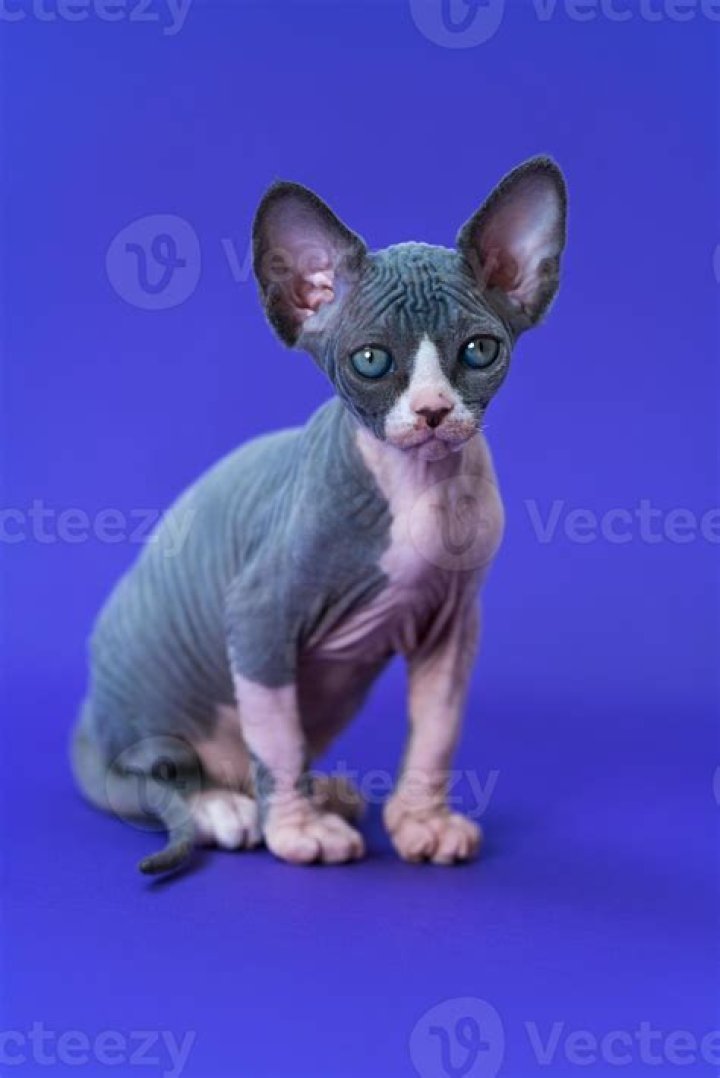 Bambino Sphynx: The Unique and Adorable Hairless Cat Breed