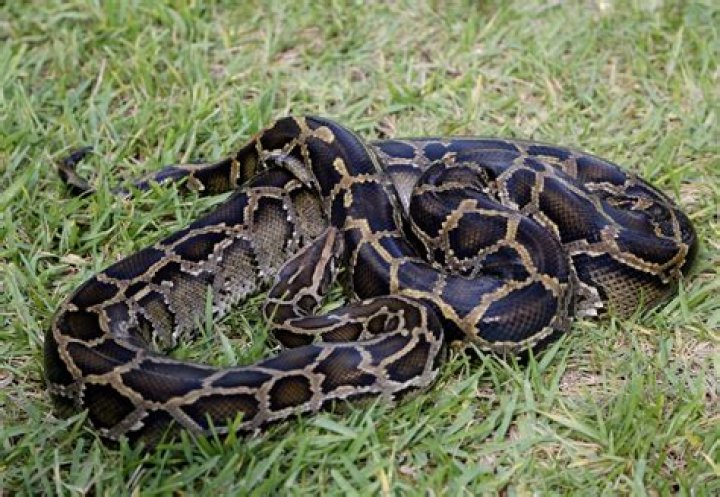 Burmese Python: The Enigmatic Giant of the Serpent World