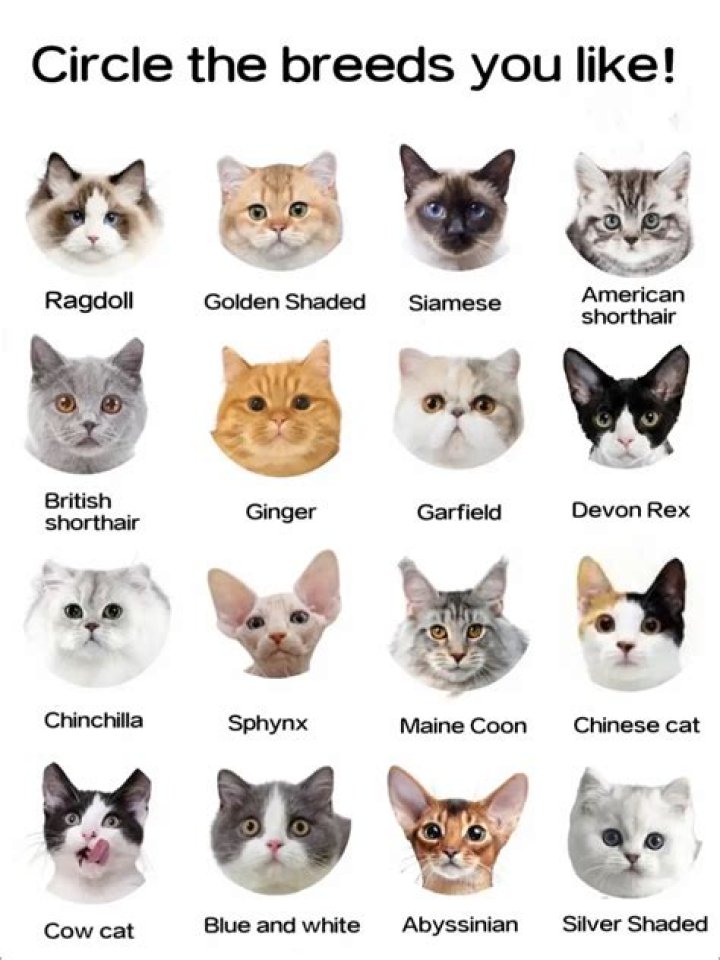 Coco Cat Breed: A Fascinating Feline Companion