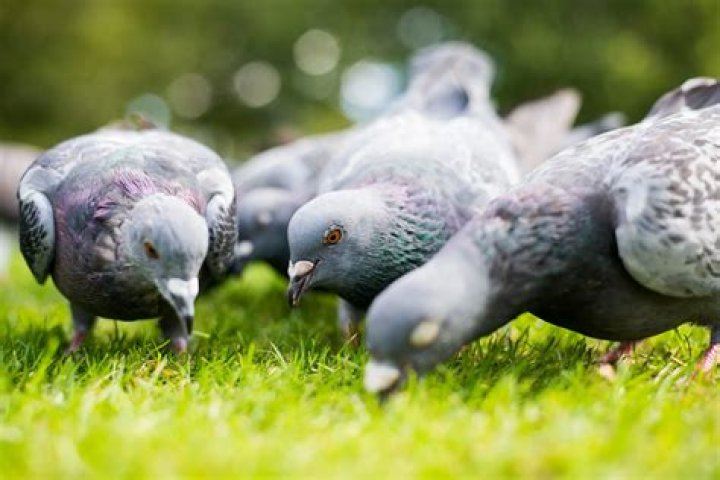 Direct TV Ad with Pigeons: A Unique Marketing Strategy