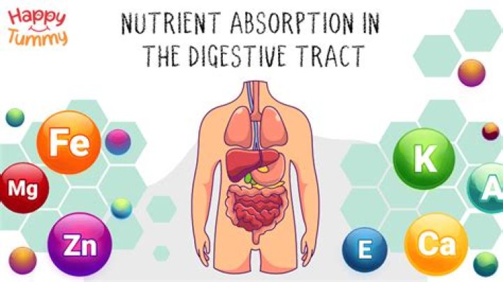 Discover Eva Plumpy: The Essential Nutrient Absorption Solution