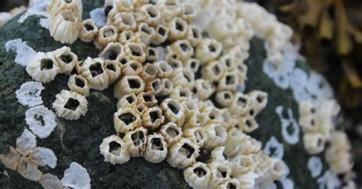 Discover the Fascinating World of Barnacles: Nature's Tiny Architects?