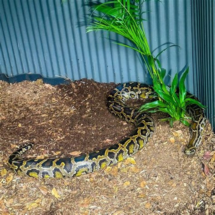 Discovering the Enigma: The 198 lb Burmese Python