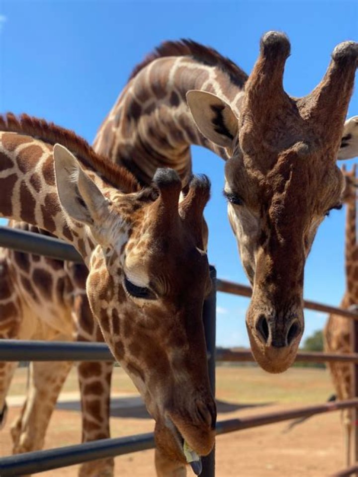 Discovering the Unique Giraffe Hotel in Texas: A One-of-a-Kind Experience