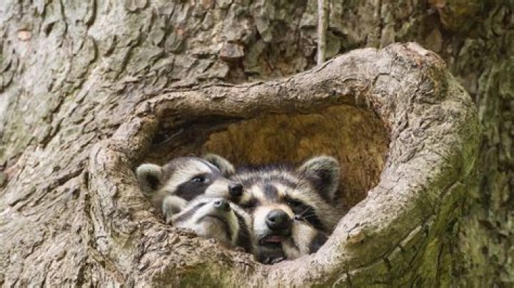 Do Raccoons Eat Cats: A Comprehensive Exploration