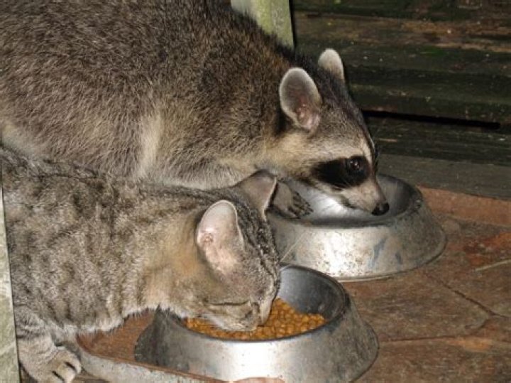 Do Raccoons Eat Cats? Unraveling the Mystery of These Urban Wildlife Creatures