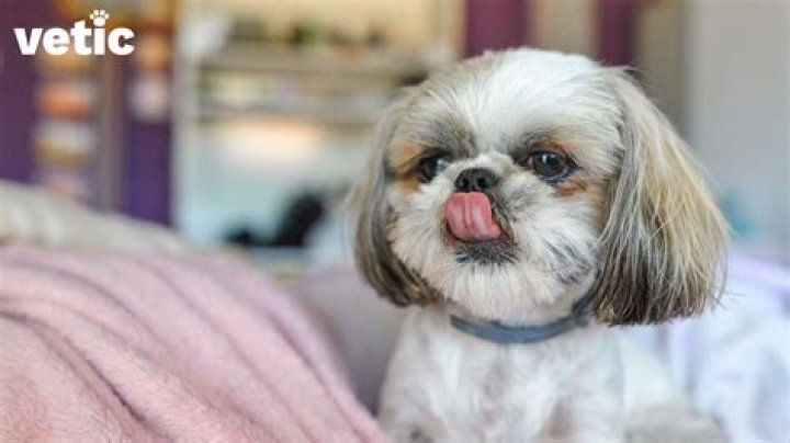 Do Shih Tzus Have Hair or Fur? Unlocking the Truth About Their Coat