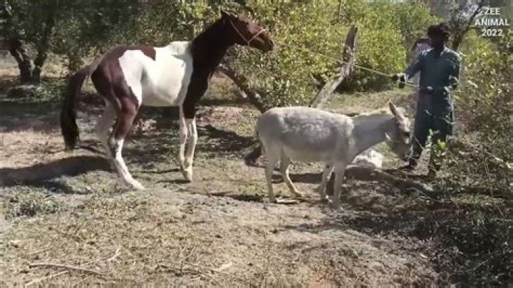 Donkey Mating: The Ultimate Guide to Understanding the Fascinating World