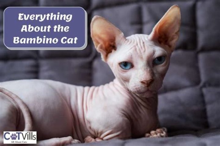 Everything You Need to Know About Bambino Cats
