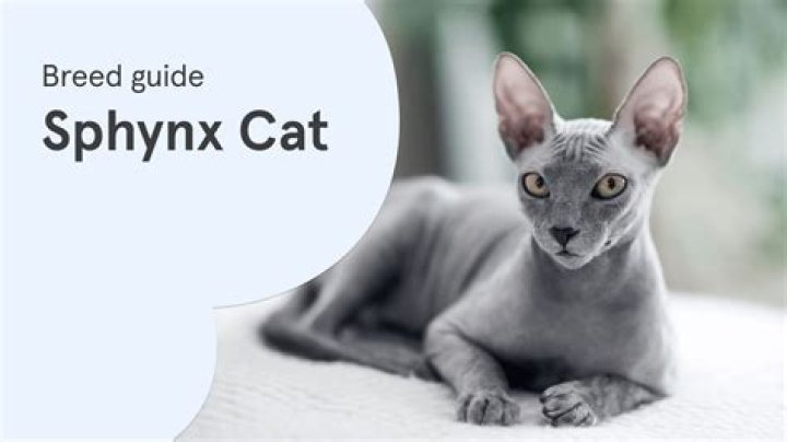 Everything You Need to Know About Sphynx Bambino: The Unique Cat Breed