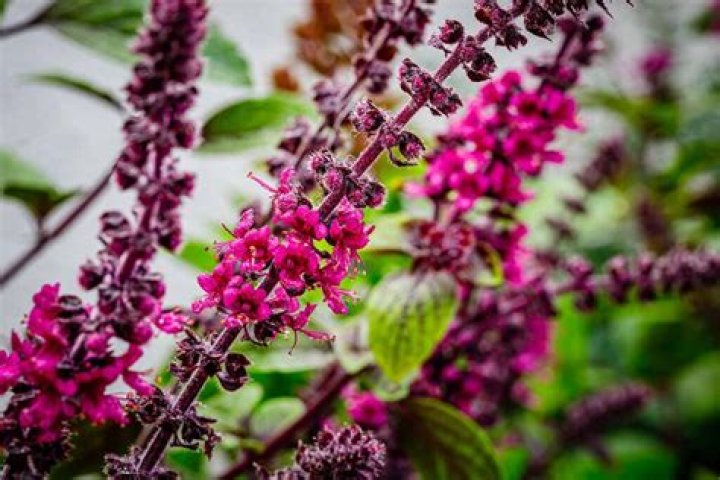 Exploring Pink Basil: The Mystic CT Experience