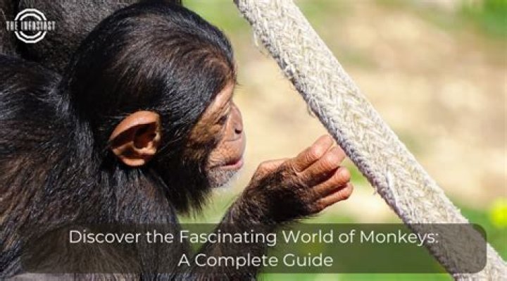 Exploring the Fascinating World of Moris Tiyé Shrek: A Comprehensive Guide