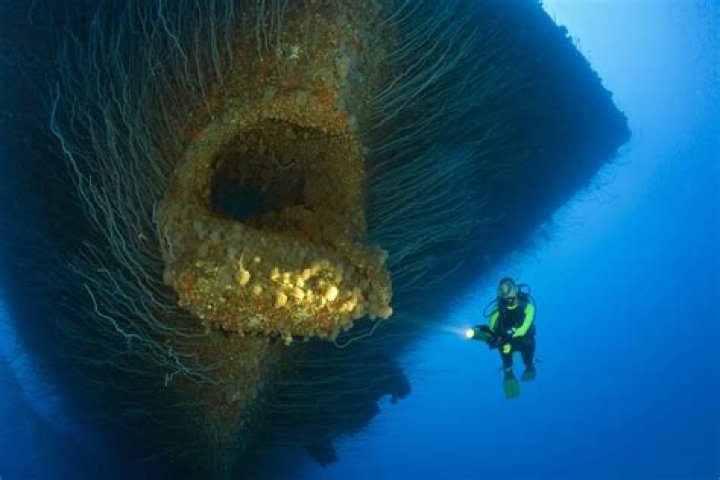 Exploring the Underwater Scary: A Deep Dive into the Terrifying Depths