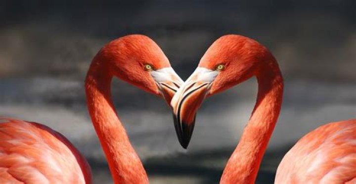 Flamingos Head Flagging: Understanding the Behavior and Its Significance