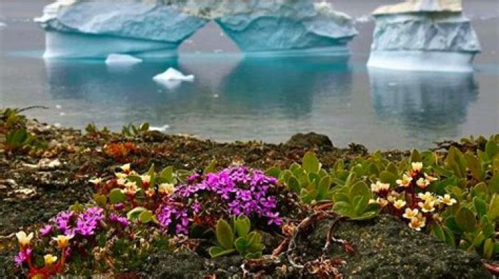 Flowers Blooming in Antarctica Meme: A Viral Phenomenon and Its Fascinating Implications