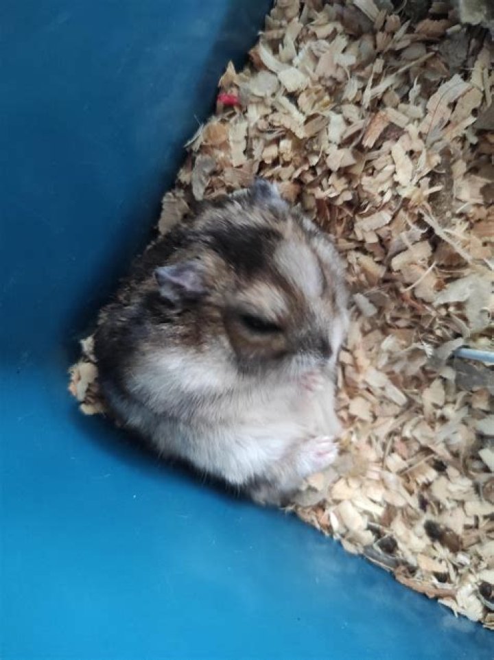 Fluffy Asshole Bunny: The Adorable Yet Mischievous Pet