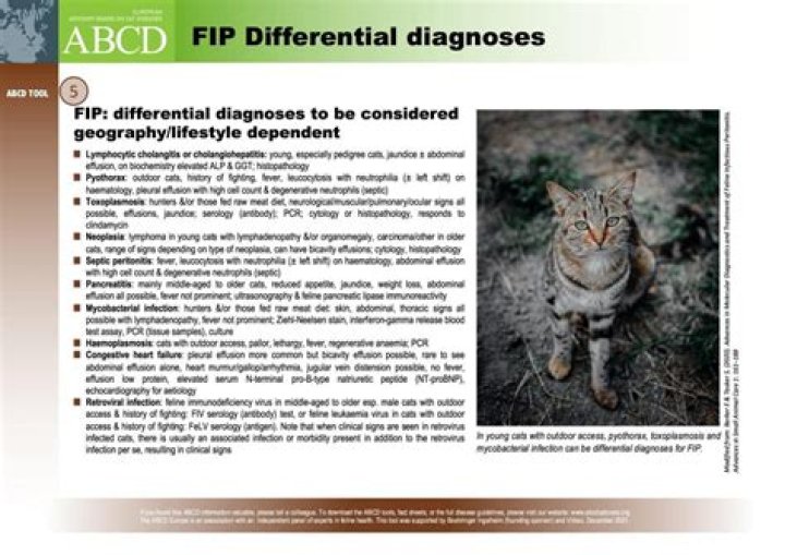 Fun Facts & Trends: Fik Fip!