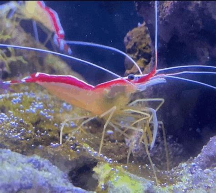 Funny Shrimp Gif: The Ultimate Guide to Laughter, Entertainment, and Pop Culture