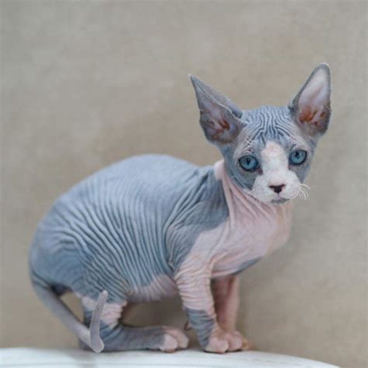 Gato Bambino: The Fascinating World of the Baby Cat Breed