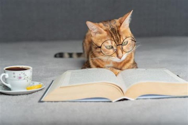 Gatto Bambino: The Fascinating World of Baby Cats