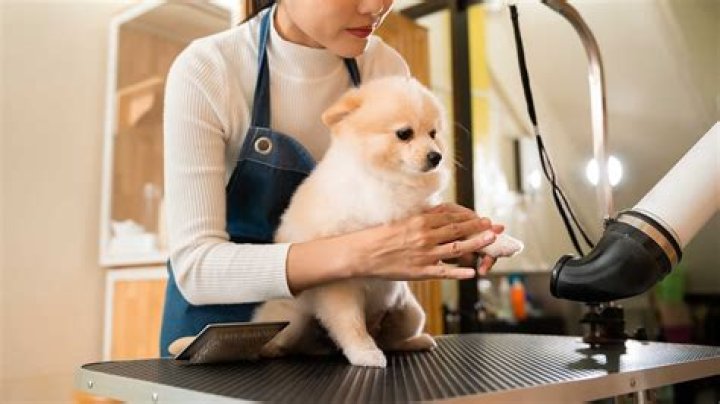 Gentle & Loving Groomer for Your Furry Friend