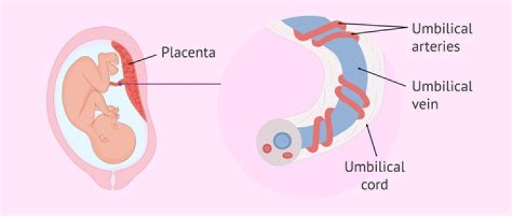 How Much is Placenta Worth? Understanding the Value of This Unique Tissue