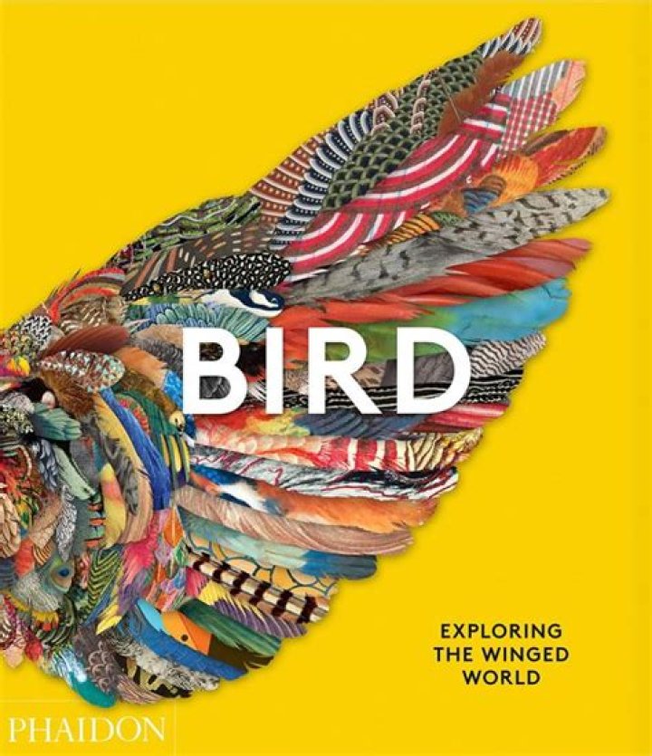 How Tall is Towa Bird: Exploring the Fascinating World of This Majestic Creature