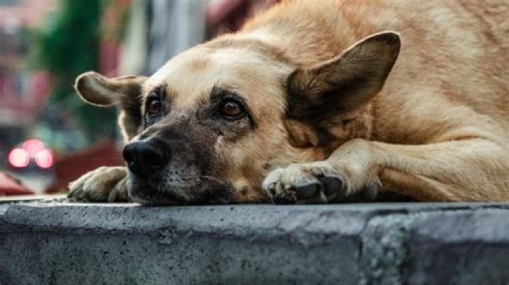 IMSkirby Dog Incident: What Really Happened?