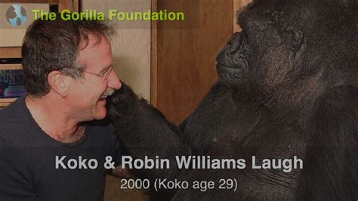 Koko the Gorilla: The Heartwarming Connection with Robin Williams