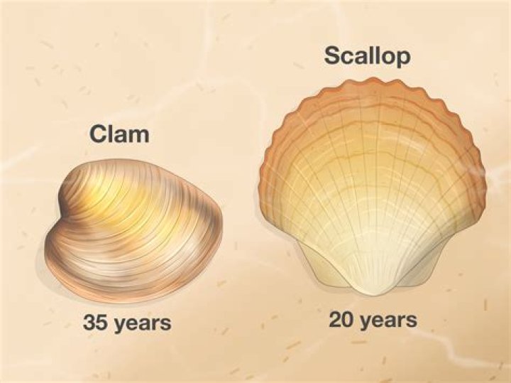 Mermaid Oyster: The Fascinating World of Nature's Beautiful Bivalves