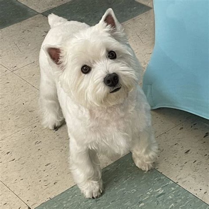 Miss Miss Westie: The Celebration of West Highland White Terriers