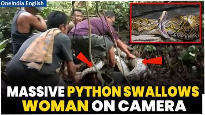 Missing Mother Found in Python: A Shocking Discovery
