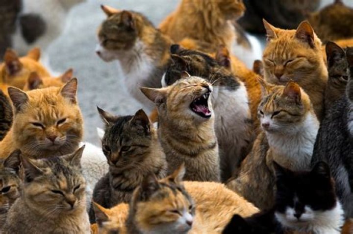 Nekololism: The Rise of Cat Culture in Modern Society