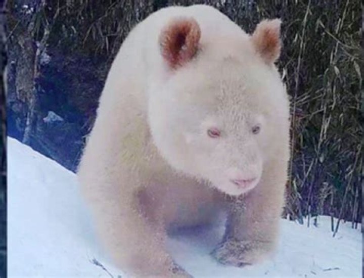 Pandas Without Black Spots: Discovering the Rare and Fascinating Variant