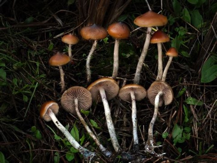 Psilocybin Mushrooms in Hawaii: Everything You Need to Know