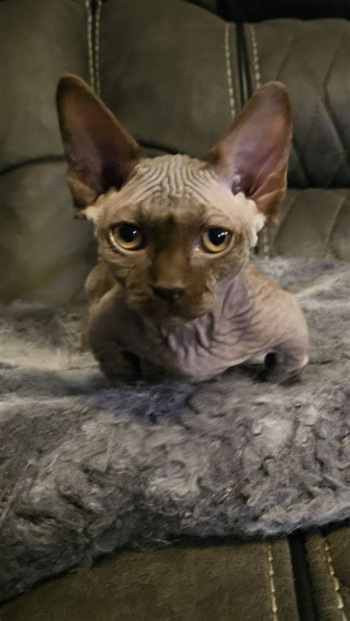 Sphynx Bambino Cats: The Unique Feline Companion