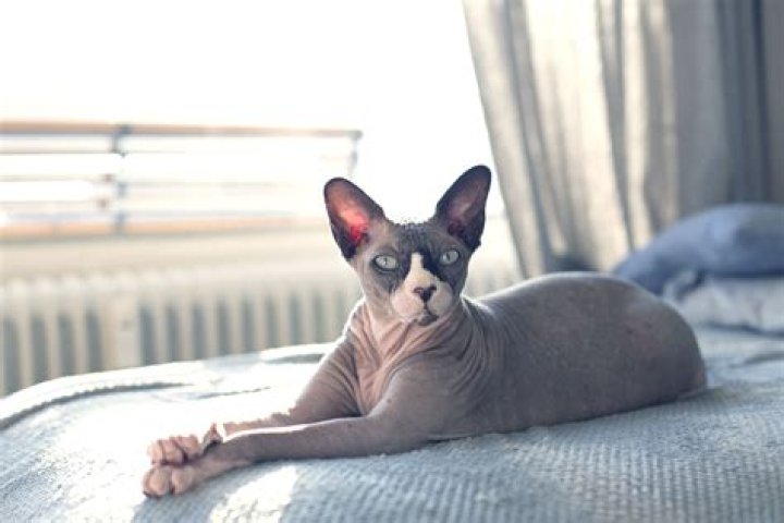 Sphynx Bambino: The Unique Hairless Cat Breed