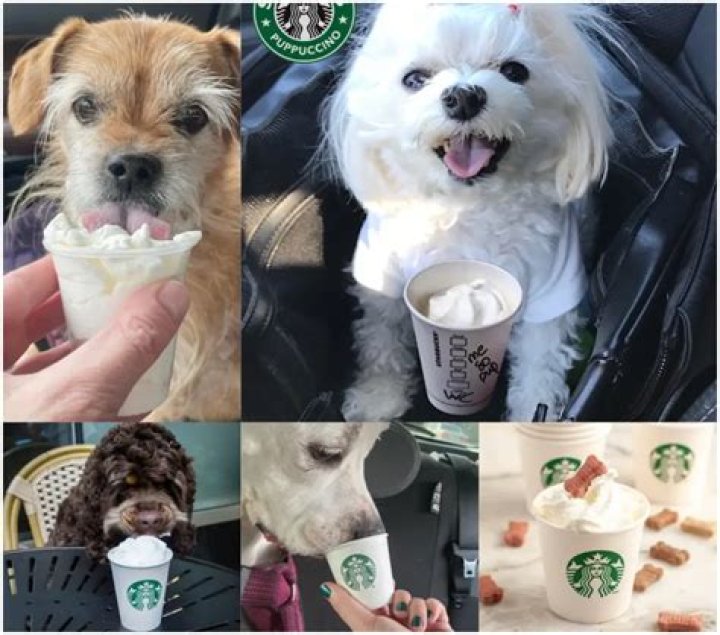 Starbucks Pup Cup: A Delightful Treat for Your Furry Friends