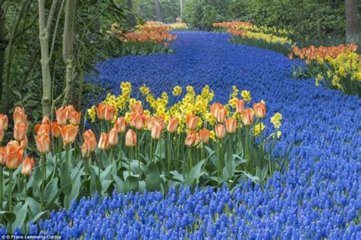 Stunning Blossoms in Midland: Springtime Wonders