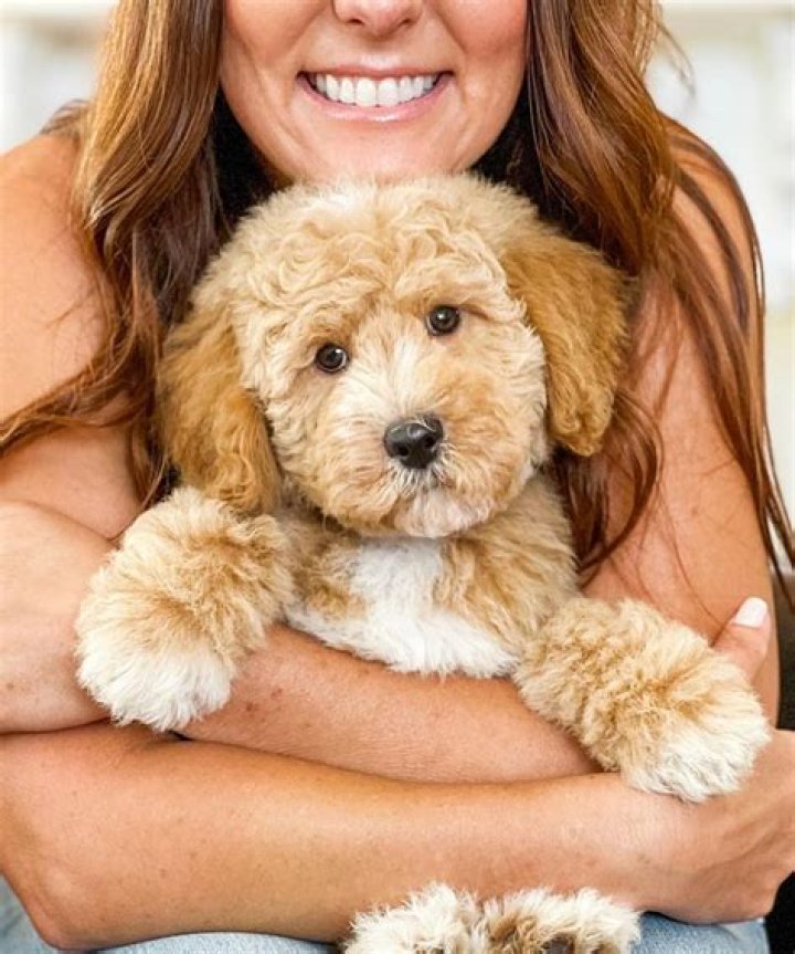 Teacup Goldendoodle: The Perfect Companion for Your Home