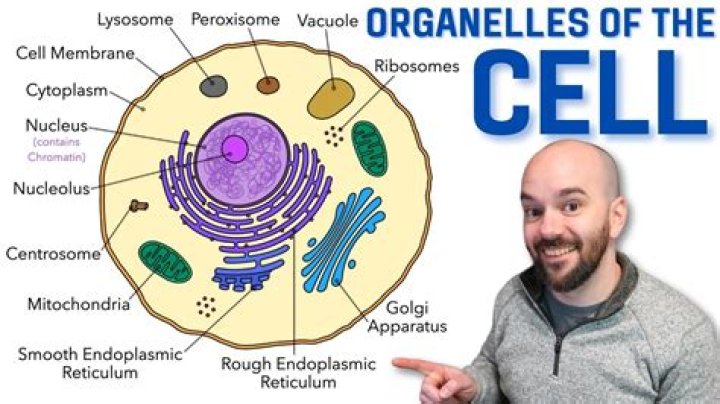 The Cells Inside This Structure Contain Many Green Organelles Called: A Comprehensive Guide