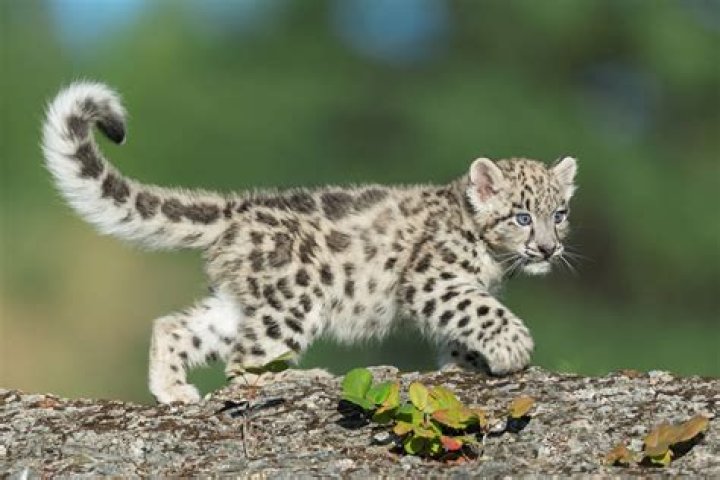 The Snow Leopard Baby of the Black Leopard Family مترجمه: Unveiling the Mysteries of Nature&rsquo;s Hidden Gems